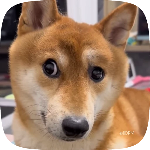 🤨 Стикер «Funny animals» для Telegram