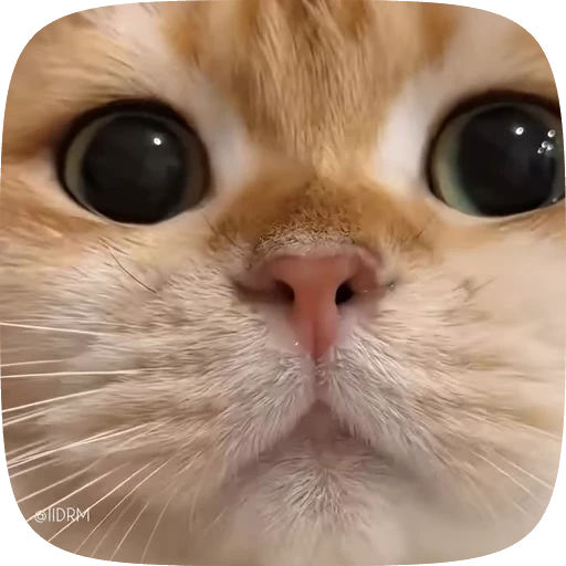 🐱 Стикер «Funny animals» для Telegram