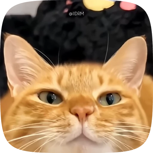 Стикерпак Funny animals для Telegram — скачать