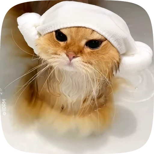 💅 Стикер «Funny animals» для Telegram