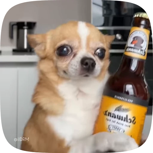 🍺 Стикер «Funny animals» для Telegram