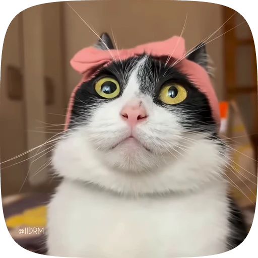 😳 Стикер «Funny animals» для Telegram