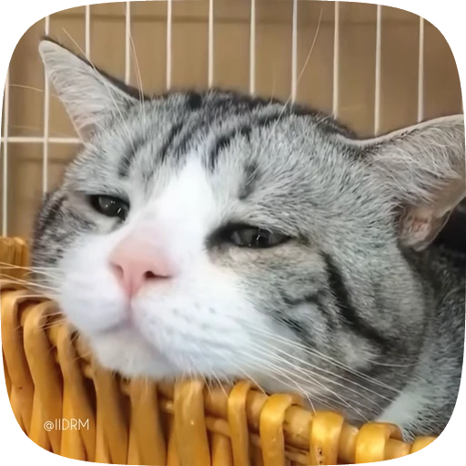 😿 Стикер «Funny animals» для Telegram