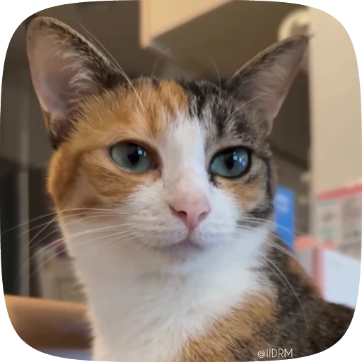 😉 Стикер «Funny animals» для Telegram