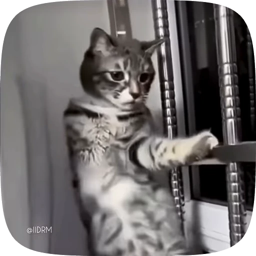 💃 Стикер «Funny animals» для Telegram