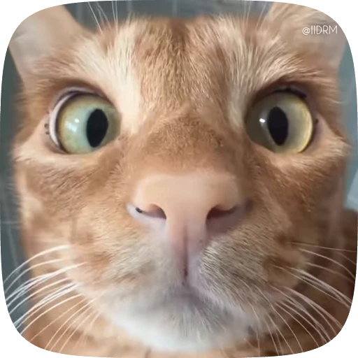 😯 Стикер «Funny animals» для Telegram