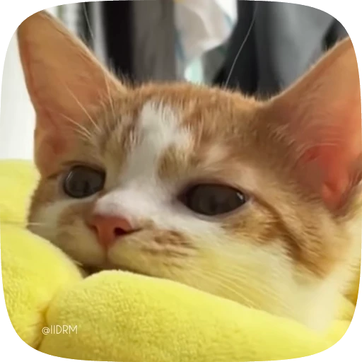 😒 Стикер «Funny animals» для Telegram