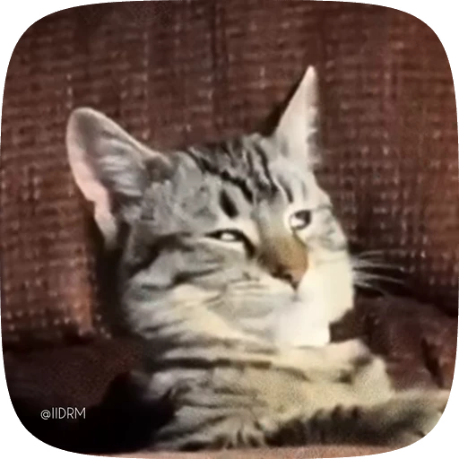 😏 Стикер «Funny animals» для Telegram