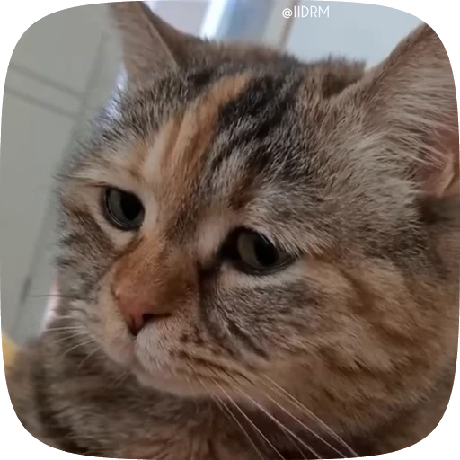 😢 Стикер «Funny animals» для Telegram