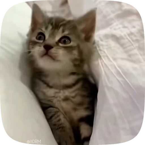 🥱 Стикер «Funny animals» для Telegram