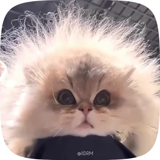 😾 Стикер «Funny animals» для Telegram