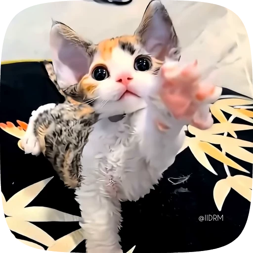 🐱 Стикер «Funny animals» для Telegram