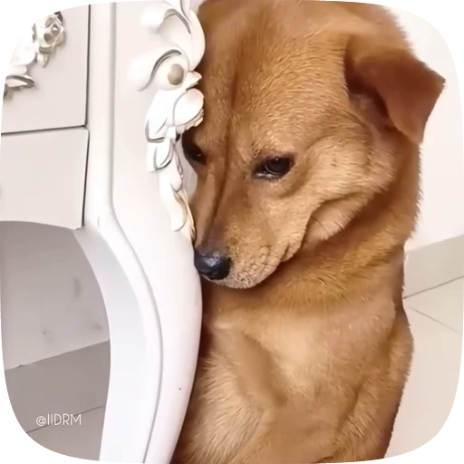 🥺 Стикер «Funny animals» для Telegram