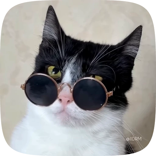 😎 Стикер «Funny animals» для Telegram