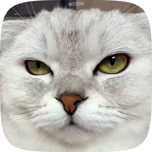 😠 Стикер «Funny animals» для Telegram