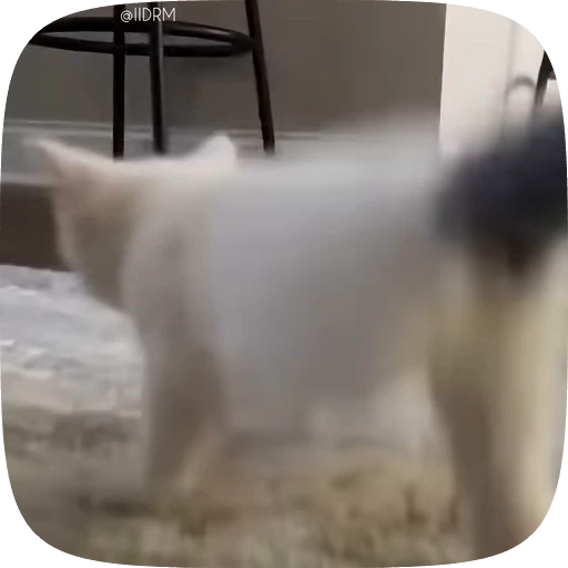 🪩 Стикер «Funny animals» для Telegram
