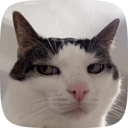 😑 Стикер «Funny animals» для Telegram