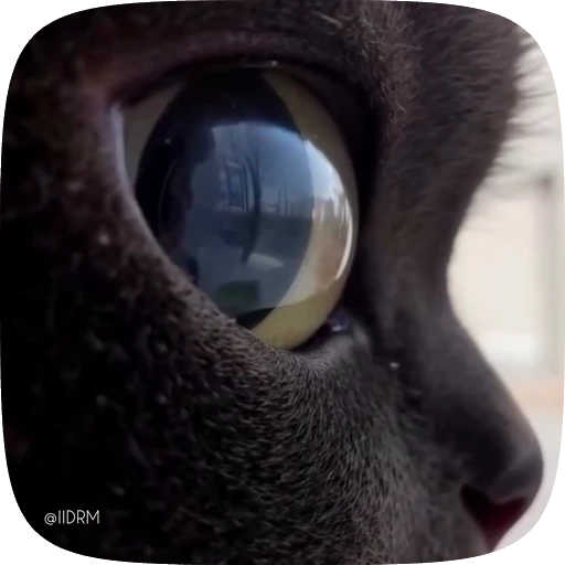 👀 Стикер «Funny animals» для Telegram