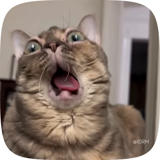 🤯 Стикер «Funny animals» для Telegram