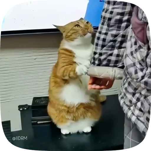 🥹 Стикер «Funny animals» для Telegram