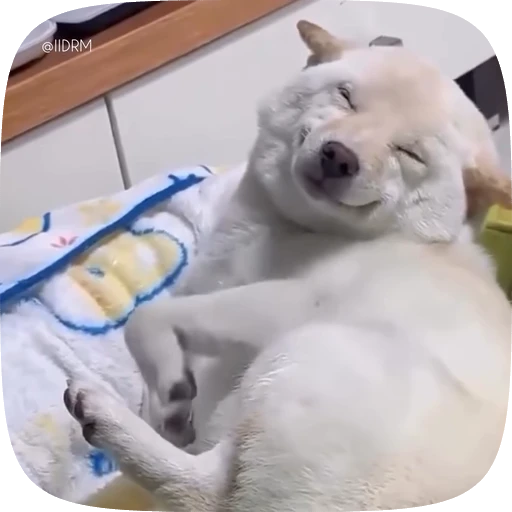 ☺️ Стикер «Funny animals» для Telegram