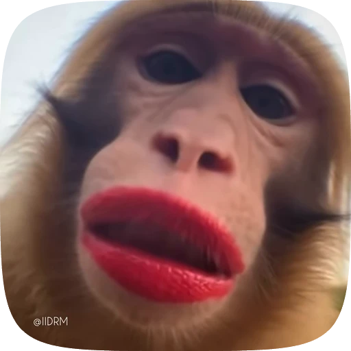 💋 Стикер «Funny animals» для Telegram