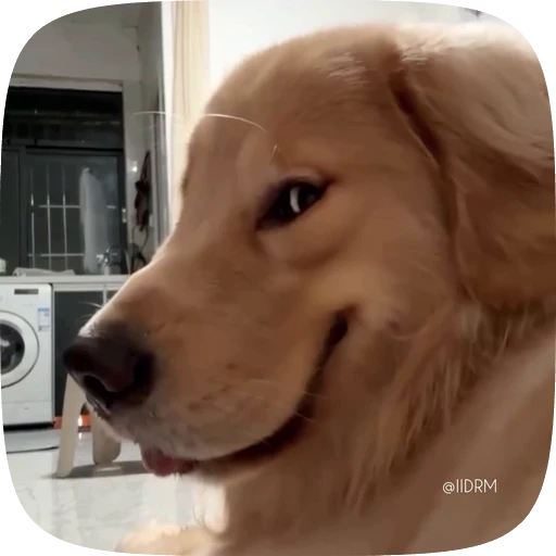 😜 Стикер «Funny animals» для Telegram
