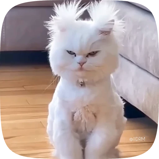 🐱 Стикер «Funny animals» для Telegram