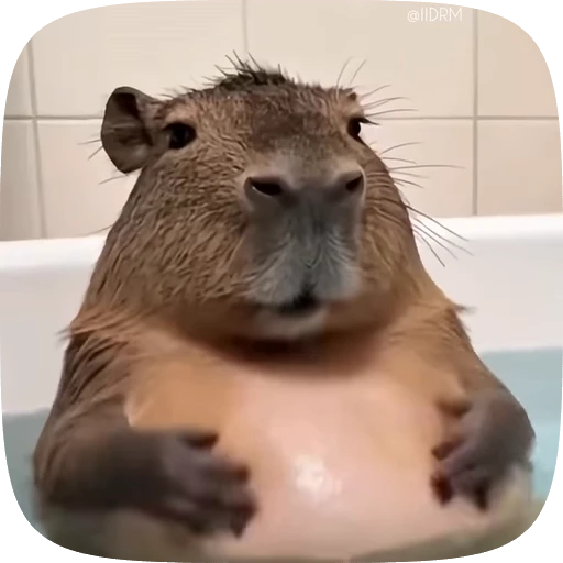 🐾 Стикер «Funny animals» для Telegram