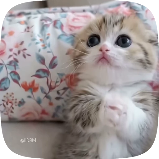 🙏 Стикер «Funny animals» для Telegram