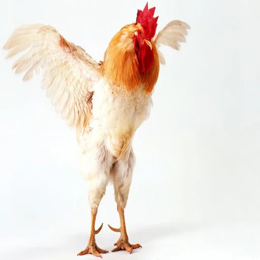 🐓 Стикер «Druzje_sp» для Telegram