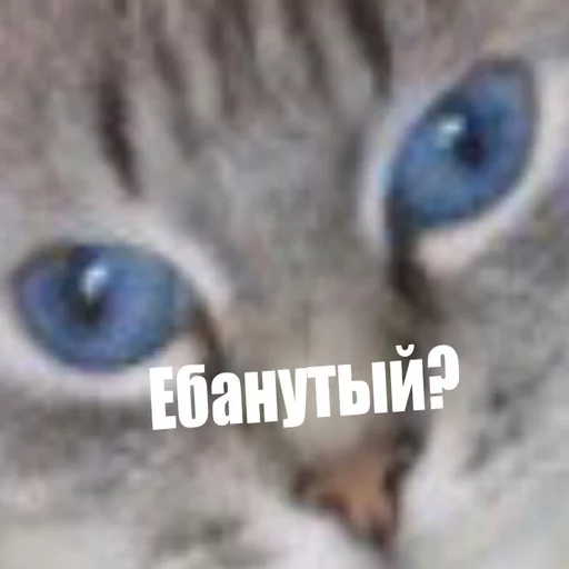 😳 Стикер «Druzje_sp» для Telegram