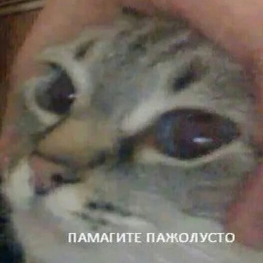 😞 Стикер «Druzje_sp» для Telegram