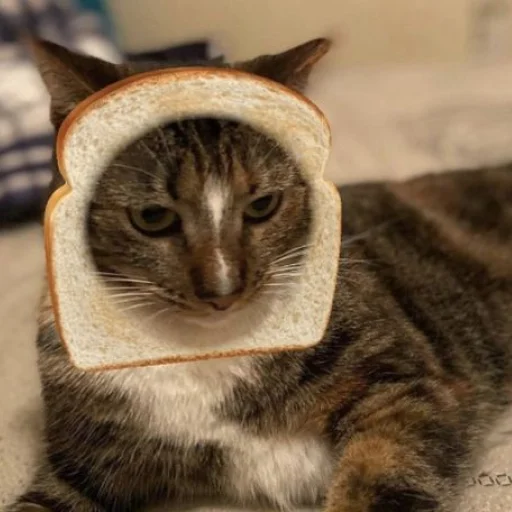 🍞 Стикер «dsmp.jpeg» для Telegram