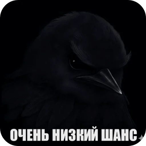 🌟 Стикер «Птицки» для Telegram