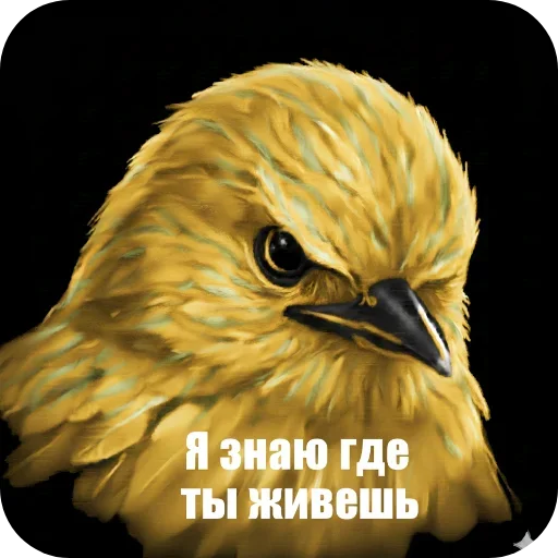 🐦 Стикер «Птицки» для Telegram