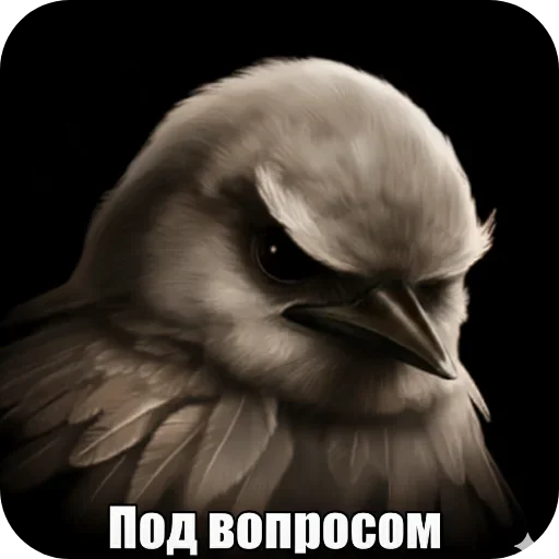 🐦 Стикер «Птицки» для Telegram