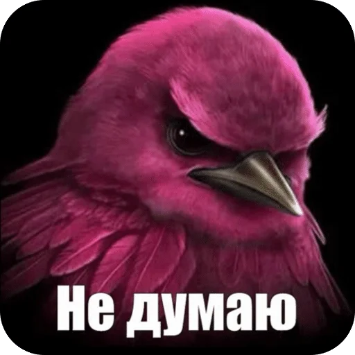🌟 Стикер «Птицки» для Telegram
