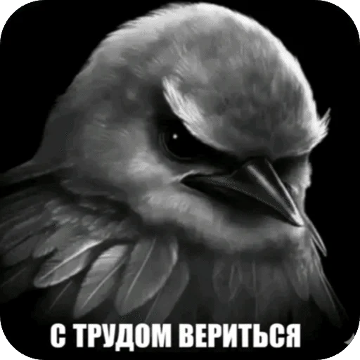 🌟 Стикер «Птицки» для Telegram
