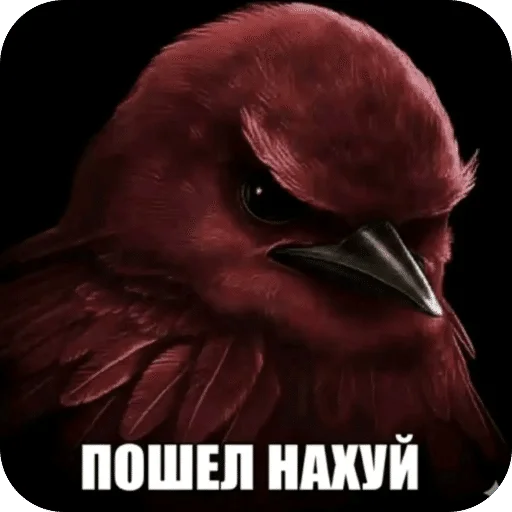 🌟 Стикер «Птицки» для Telegram