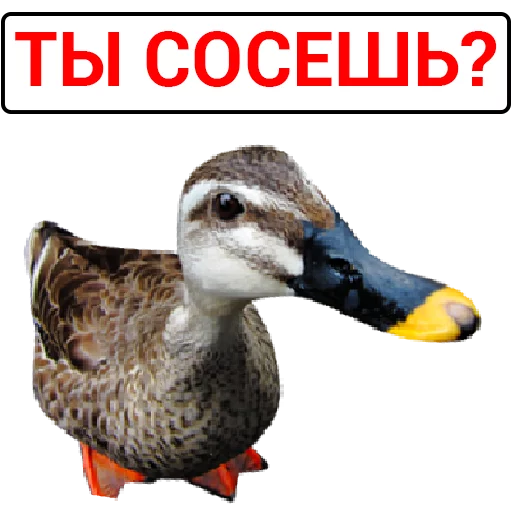🦆 Стикер «Злая утка» для Telegram
