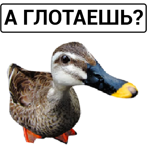 🦆 Стикер «Злая утка» для Telegram