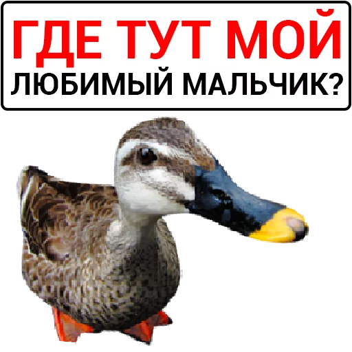 🦆 Стикер «Злая утка» для Telegram