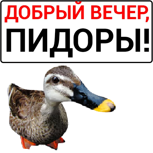 🦆 Стикер «Злая утка» для Telegram