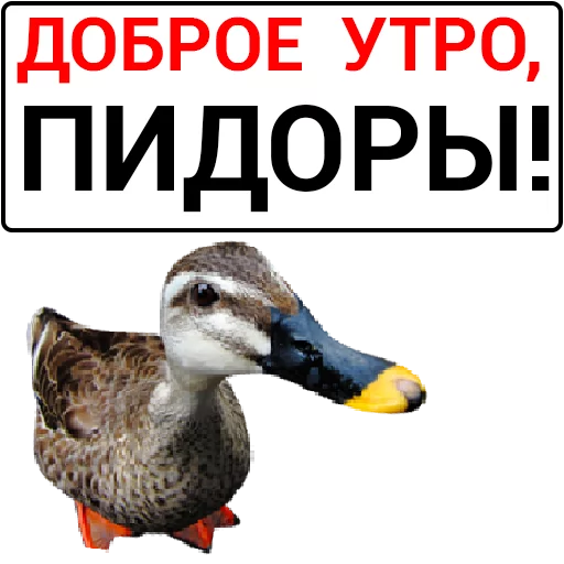 🦆 Стикер «Злая утка» для Telegram