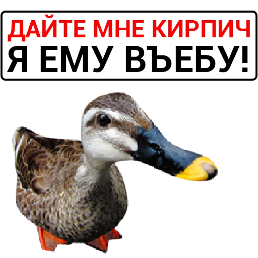 🦆 Стикер «Злая утка» для Telegram