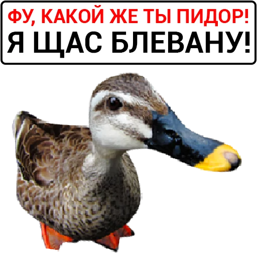 🦆 Стикер «Злая утка» для Telegram