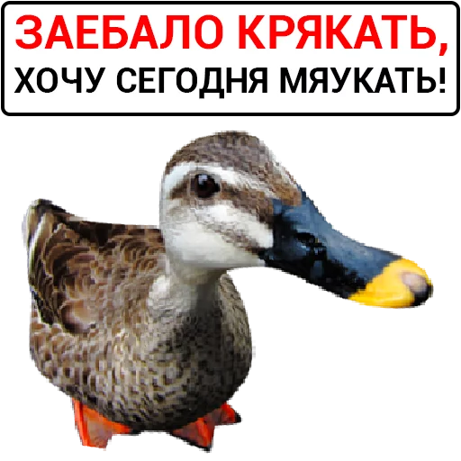 🦆 Стикер «Злая утка» для Telegram
