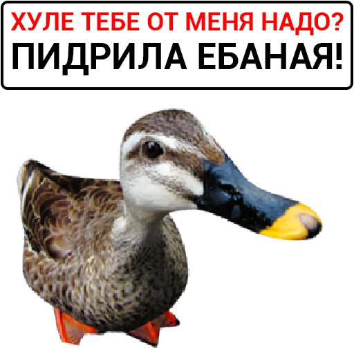 🦆 Стикер «Злая утка» для Telegram