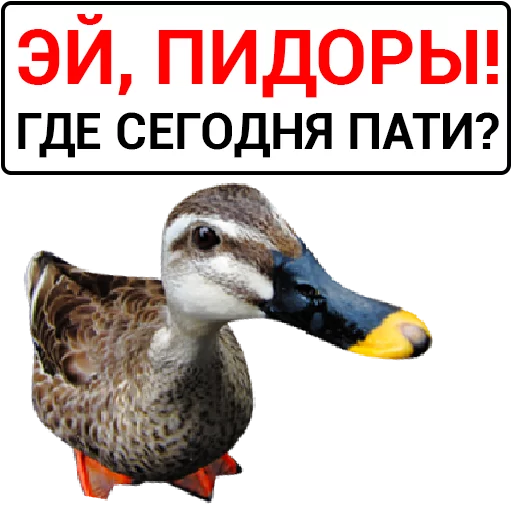 🦆 Стикер «Злая утка» для Telegram